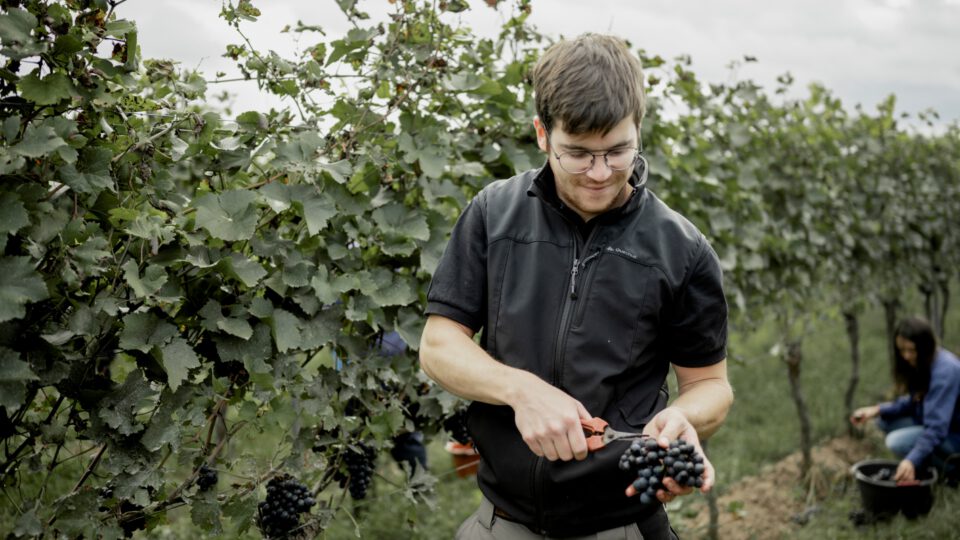 Abschluss zum Jahrgang 2021-Weingut Reinhardt