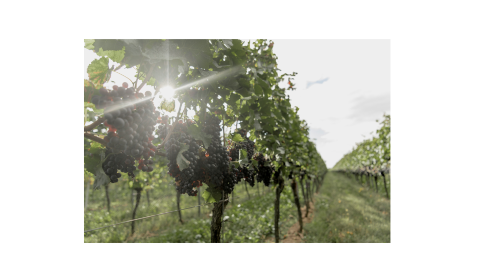 Unser Weinjahr 2023- Weingut Reinhardt